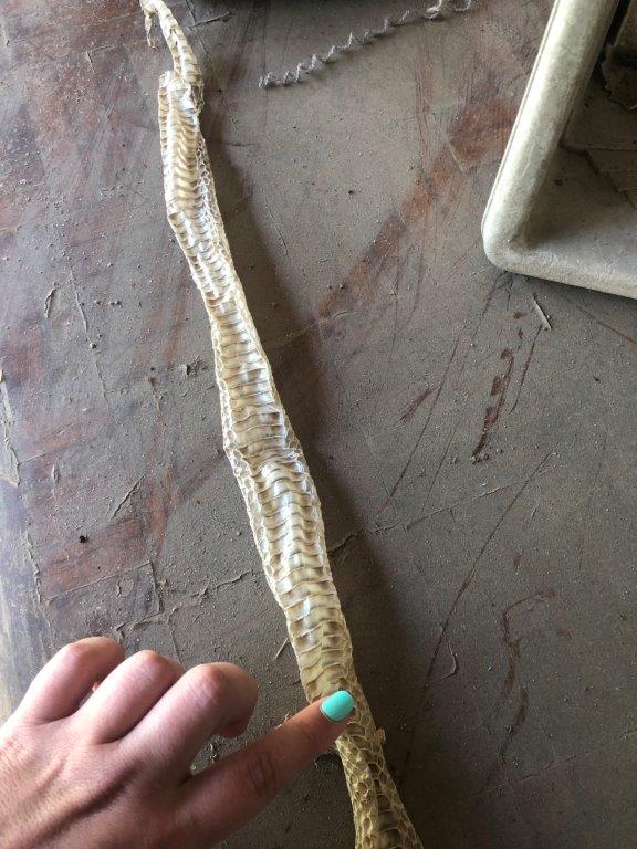 Charleston snake skin