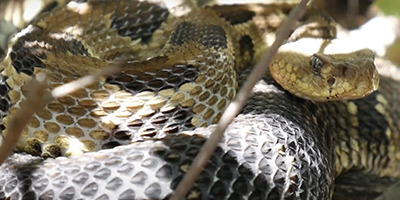 Charleston snake